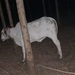 Trabalhador rural é preso em Vera Cruz por furto de novilhas e maus-tratos a animais