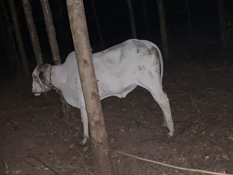 Trabalhador rural é preso em Vera Cruz por furto de novilhas e maus-tratos a animais