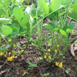 Sebrae promove dia de campo sobre cultura do amendoim em Tupã