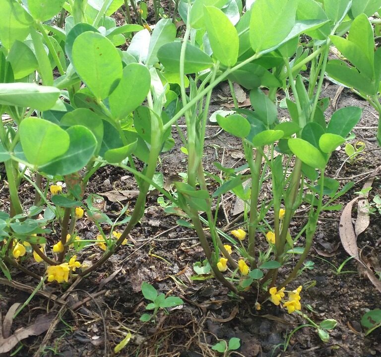 Sebrae promove dia de campo sobre cultura do amendoim em Tupã