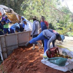 Ponte desaba com carreta carregada de laranja em estrada rural de Marília