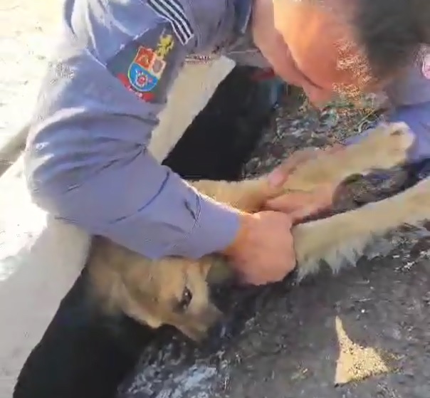 Vídeo mostra resgate de casal de cães em bueiro da avenida Tiradentes