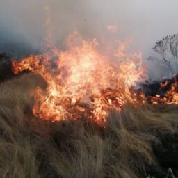 Peru declara estado de emergência devido a incêndios florestais