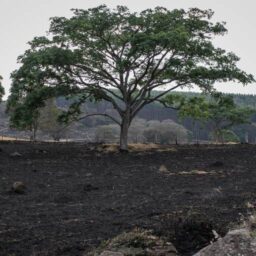 Caminho do fogo tem agro ressentido e incerteza sobre culpados