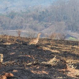 Recuperação ambiental pode levar até 100 anos em Pompeia