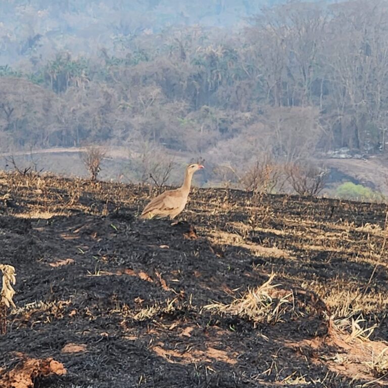 Recuperação ambiental pode levar até 100 anos após incêndio em Pompeia