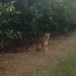 Onça-parda e outros animais voltam a aparecer em mata após incêndio em Pompeia