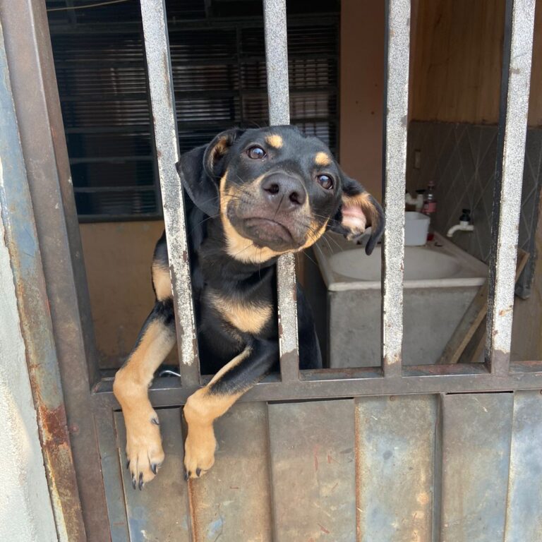 Cão é resgatado na zona rural de Garça após denúncia de maus-tratos