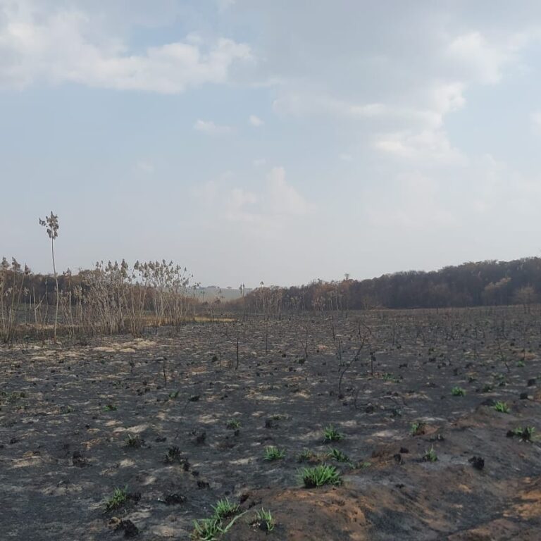 Polícia apura incêndio iniciado em colhedeira de cana e multa fazendas em R$ 1,7 milhão