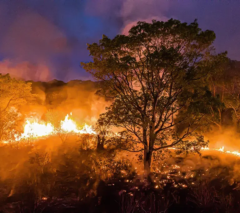 Causadores de incêndios serão punidos e terão que recuperar biomas, diz Sarrubbo