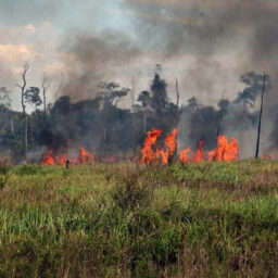 Focos de incêndio no estado de SP voltam a crescer e chegam a três nesta terça