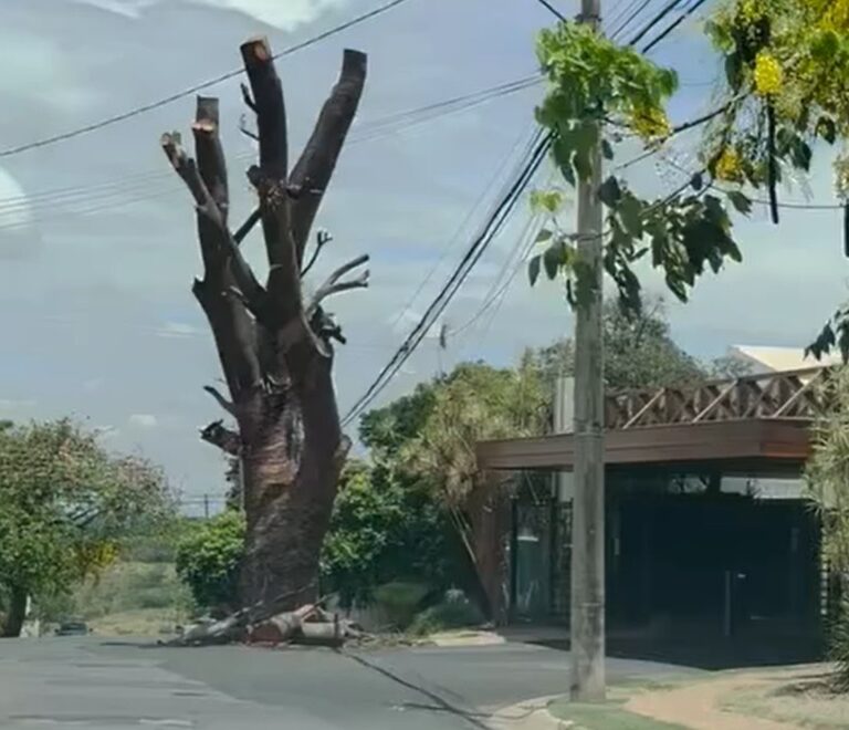 Poda de árvore ‘condenada’ na zona oeste de Marília repercute nas redes sociais