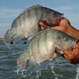 Brasil se torna o 4º país maior produtor mundial de tilápia, aponta PeixeBR