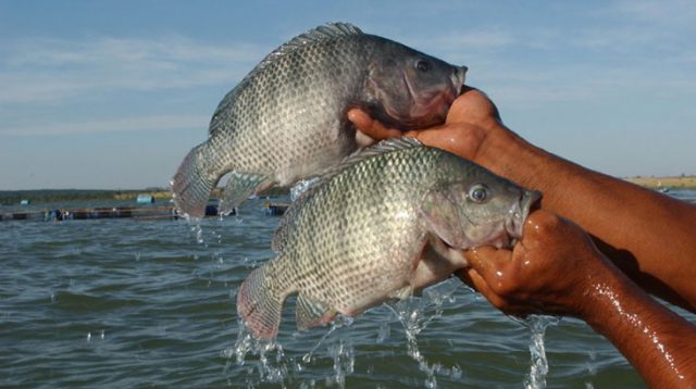 Brasil se torna o 4º país maior produtor mundial de tilápia, aponta PeixeBR