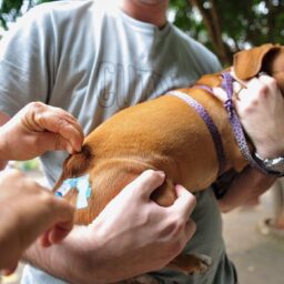 Vacinação antirrábica acontece em cães e gatos na próxima semana em Garça