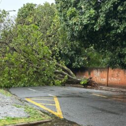 Queda de árvore interdita rua na zona leste; Defesa Civil monitora cidade