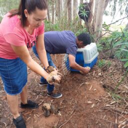 Nove filhotes em situação de abandono são resgatados por PM de folga