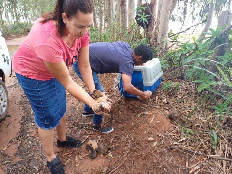 Nove filhotes em situação de abandono são resgatados por PM de folga