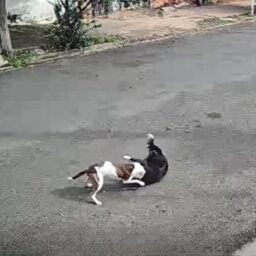 Pitbull com histórico de ataques e morte é resgatado e polícia investiga tutor por crime