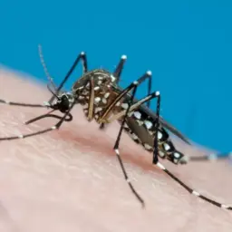 SUS passa a oferecer teste rápido de dengue em postos de saúde