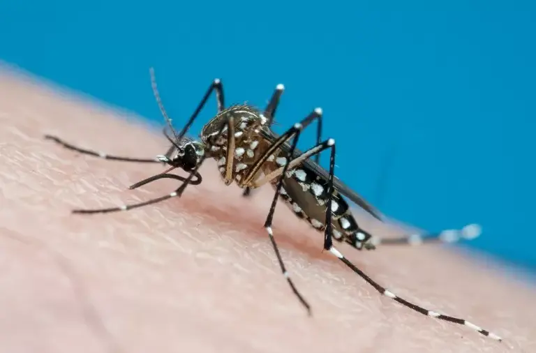 SUS passa a oferecer teste rápido de dengue em postos de saúde