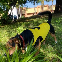 Pituco coloca Marília na disputa de prêmio nacional de quadrinhos