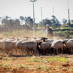 Curso de Medicina Veterinária da Unimar mantém excelência no MEC