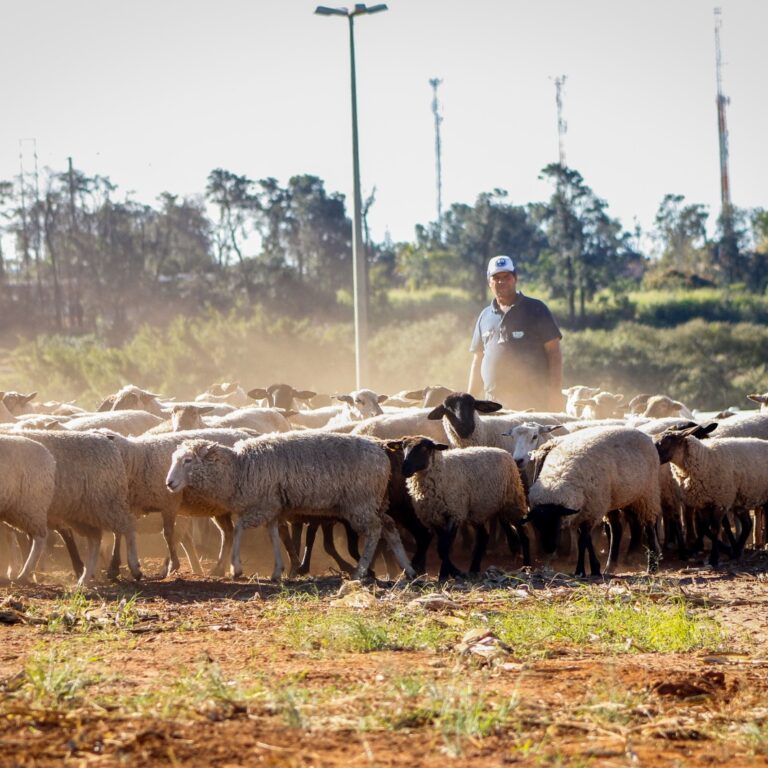 Curso de Medicina Veterinária da Unimar mantém excelência no MEC