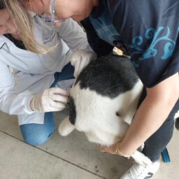 Vacinação antirrábica imuniza 388 cães e 102 gatos na zona sul