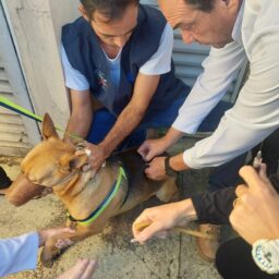 Vacinação antirrábica imuniza 339 cães e 70 gatos na UBS Alto Cafezal