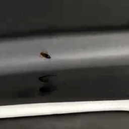 Saúde dedetiza van após infestação de baratas denunciada por pacientes