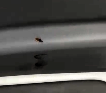 Saúde dedetiza van após infestação de baratas denunciada por pacientes