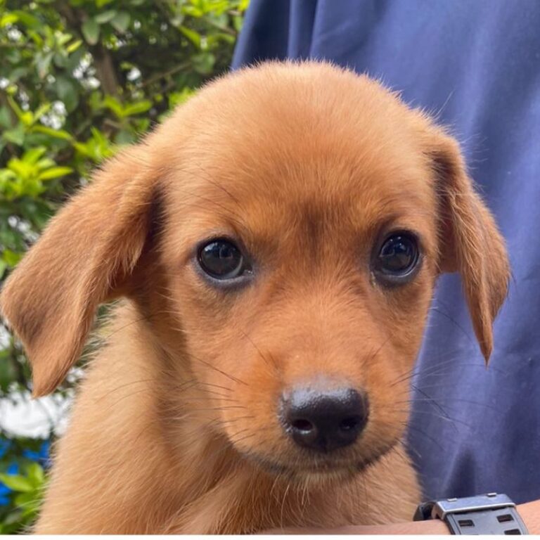 Feira de adoção MatchPet é a atração no Domingo da Família deste domingo