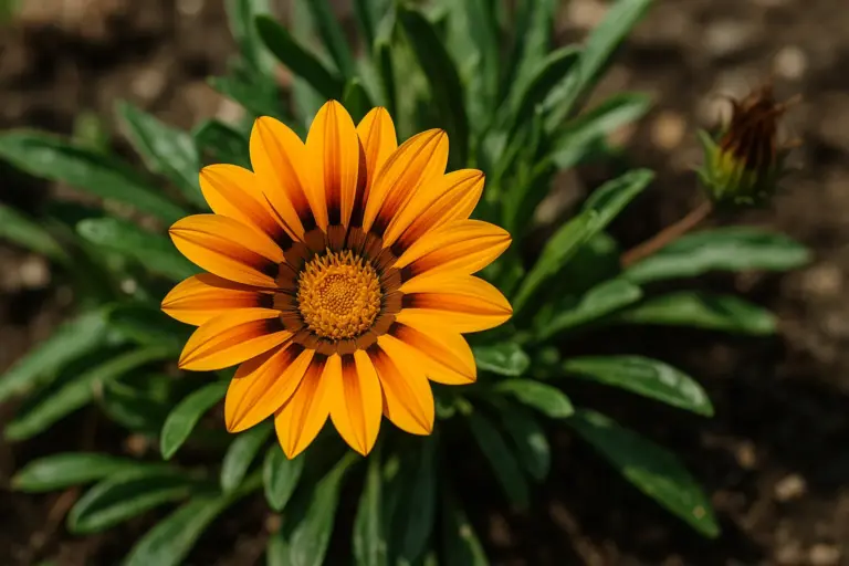 Gazânia floresce todos os dias com apenas 1 segredo de sol e água