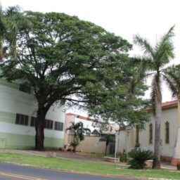 À espera de corte, jatobá vai deixar paisagem de ‘Roteiro das Árvores’