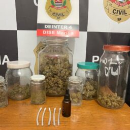 Idoso é preso pela Dise por cultivo de maconha e produção ilegal de óleo de canabidiol
