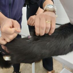 UBS Alto Cafezal recebe a 4ª ação de vacinação antirrábica neste sábado