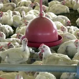 China, UE e Argentina suspendem compras de carne de frango do Brasil