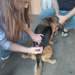 Marília oferece vacinação antirrábica no sábado com 500 doses disponíveis