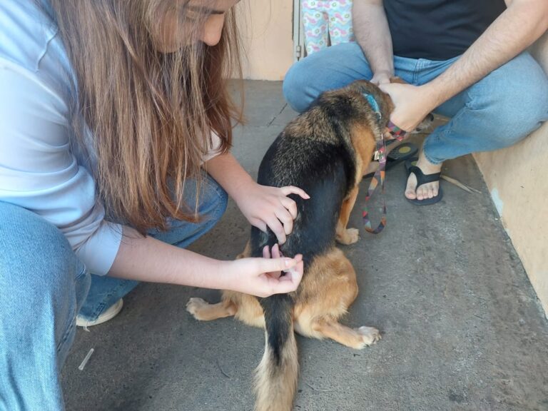 Marília oferece vacinação antirrábica no sábado com 500 doses disponíveis