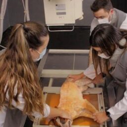 Medicina Veterinária da Unimar completa 38 anos