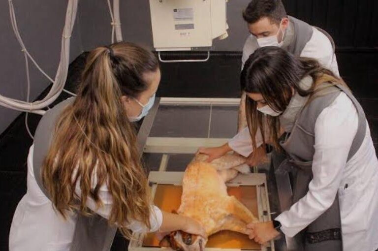 Medicina Veterinária da Unimar completa 38 anos