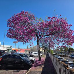 Florada dos ipês colore Marília de rosa, vira atração e cenário de fotos