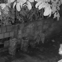 Onça é flagrada por câmera de segurança na região e assusta moradores