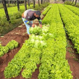 Chamada pública de R$ 5 milhões prevê compra de hortifrútis para merenda