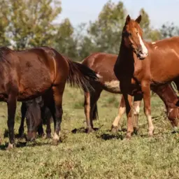 Ração contaminada mata 245 equinos em quatro estados do Brasil