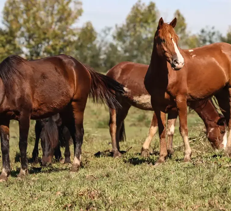 Ração contaminada mata 245 equinos em quatro estados do Brasil