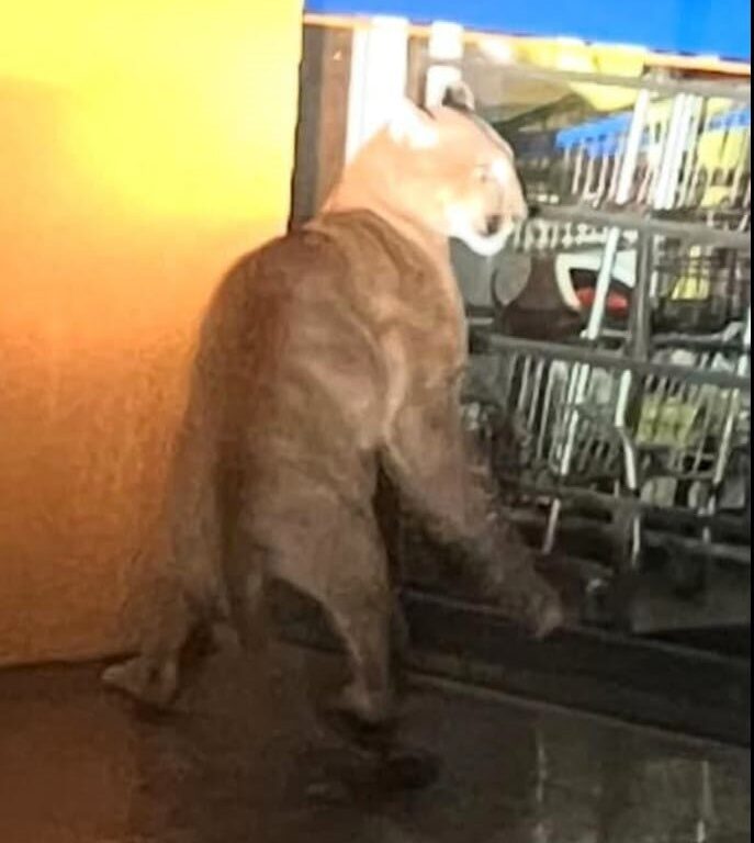 Centro de Cafelândia amanhece com onça em mercado