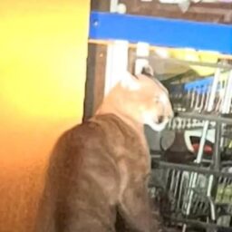 Centro de Cafelândia amanhece com onça em mercado