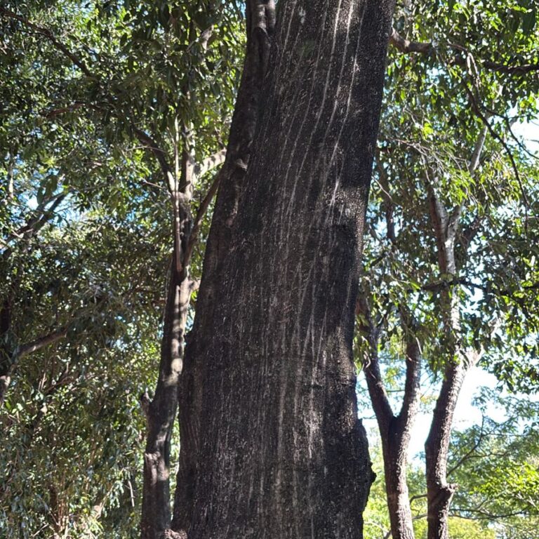 Onça-parda deixa rastros e põe condomínio da zona norte em alerta